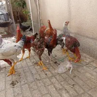 مرغ و خروس لاری|حیوانات مزرعه|تهران, اسکندری|دیوار