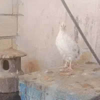 مرغ خروس جوجه گلین|حیوانات مزرعه|شهرکرد, |دیوار