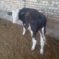 یک  راس گوساله  سمینتال نر