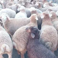 گوسفند زنده  افشاری و مغان