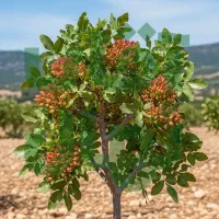 نهــال انجیر سیاه تقاضای بالا در بازار خشک و تازه|خدمات باغبانی و درختکاری|ارشق, |دیوار