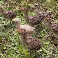 فروش  جوجه بوقلمون 45روزه