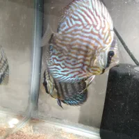 حیوانات|ماهی|کرمانشاه, |دیوار