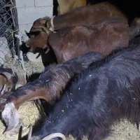 بز جوان ابستن ممک کرده  دوقلوزا|حیوانات مزرعه|آبدانان, |دیوار