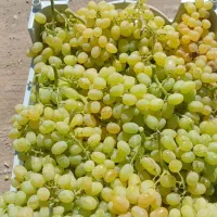 فروش ویژه ای نهال انگور