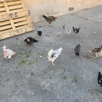 مرغ و خروس و اردک