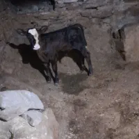 گاو گوساله نر
