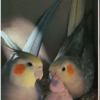 جفت عروس هلندی