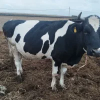 گاو ماده پروار شده