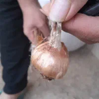 فروش پیاز زعفران|خدمات باغبانی و درختکاری|خنداب, |دیوار
