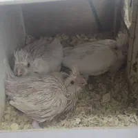 عروس هلندی البینو