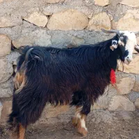 کهره نروماده بره نر|حیوانات مزرعه|اهرم, |دیوار