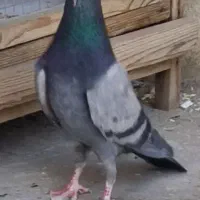 کفتر سبز انگلیسی