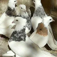 انواع کبوتر