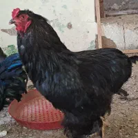 خروس برهما اصل