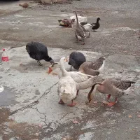 فروش غاز و بوقلمون و مرغ و خروس و اردک|حیوانات مزرعه|نقده, |دیوار