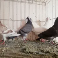 چهار عدد جوجه سار