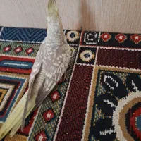 عروس هلندی سه ماهه مرواریدی