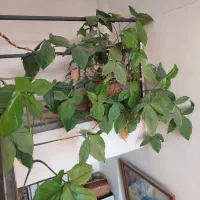 درخچه و سرسبز و بزرگ وی گلدان بزرگ و پرپشت و سرسبز|گل و گیاه طبیعی|تهران, مشیریه|دیوار