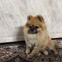 سگ پامر