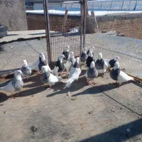 کفتر طوقی|پرنده|سقز, |دیوار