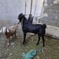 بز نر پاکستانی