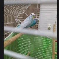 مرغ عشق|پرنده|رشت, جانبازان|دیوار