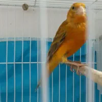 قناری دارچینی شلاقی.فنچ|پرنده|مشهد, انقلاب|دیوار