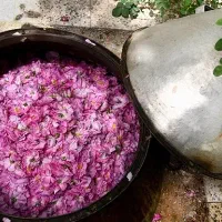 گلاب ناب کاشان