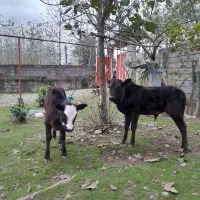 لیشه گاو گوساله ورزاخوشکل عروسک چالوسی|حیوانات مزرعه|سنگر, |دیوار