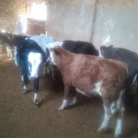 گوساله نر سمنتال میانداب|حیوانات مزرعه|رامند, |دیوار