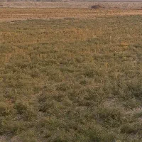 اجاره-10-هکتار-زمین-کشاورزی-دیم-5تا10-سال