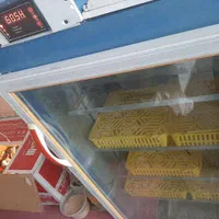 دستگاه جوجه کشی شیراز جوجه