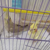 دو عدد عروس هلندی