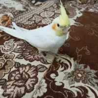فروش عروس هلندی نر