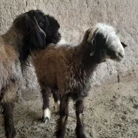 میش گوسفند
