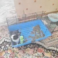 خرگوش همراه با قفس