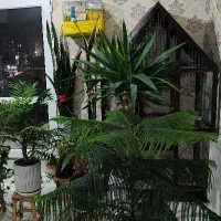 قفس بزرگ|لوازم جانبی حیوانات|پرند, فاز ۵|دیوار