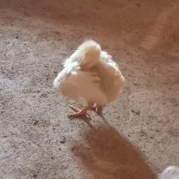 جوجه خروس سفید