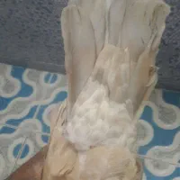 کبوتر کله ای هندی برنجی|پرنده|نجف‌آباد, یزدانشهر|دیوار