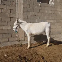 فروش الاغ وکاری باری وگله ای به شرط