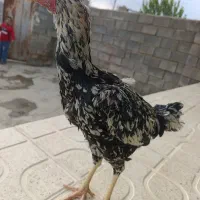 خروس لاری و مرغ و جوجه لاری|حیوانات مزرعه|کرمانشاه, |دیوار