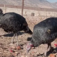 بوقلمون|حیوانات مزرعه|کوهدشت, |دیوار