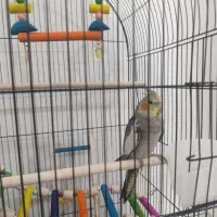 عروس هلندی در محله ی کرناچی گم شده