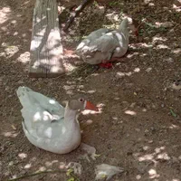 غاز نروماده