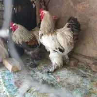 خروس لایت