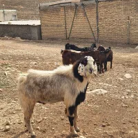 9عدد بز آبستن یک عدد نر|حیوانات مزرعه|سرپل ذهاب, |دیوار