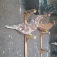 کفتر دم سفید|حیوانات|مشهد, عامل|دیوار