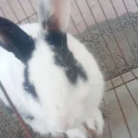 خرگوش|موش و خرگوش|معمولان, |دیوار