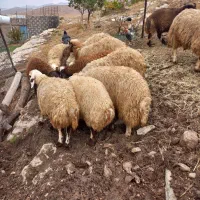 بره پروار گوسفند،کاور|حیوانات مزرعه|حمیل, |دیوار